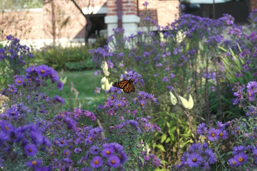 Butterfly Garden 2
